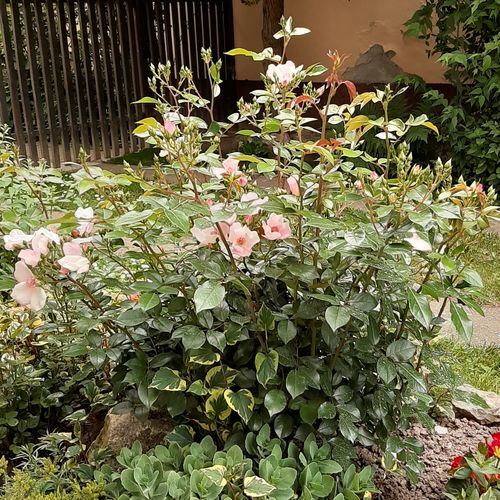 Rózsaszín, fehér középpel - virágágyi floribunda rózsa